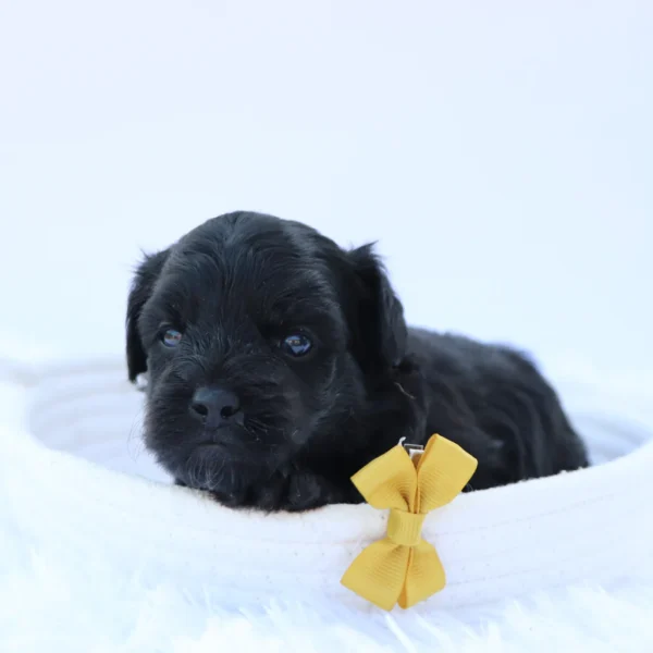 Koko