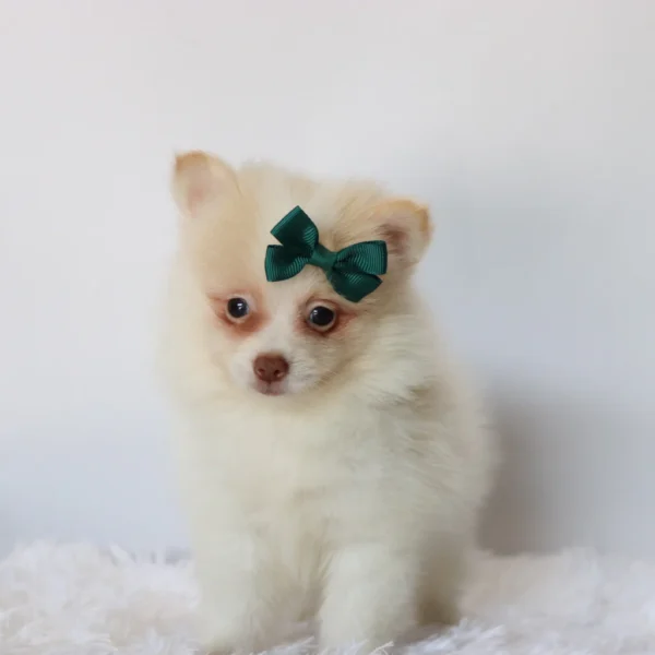 Layla - Available Now