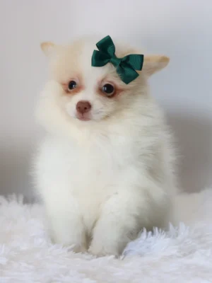 Layla - Available Now