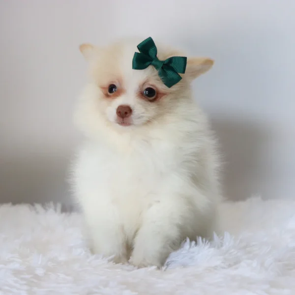 Layla - Available Now