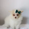 Layla - Available Now