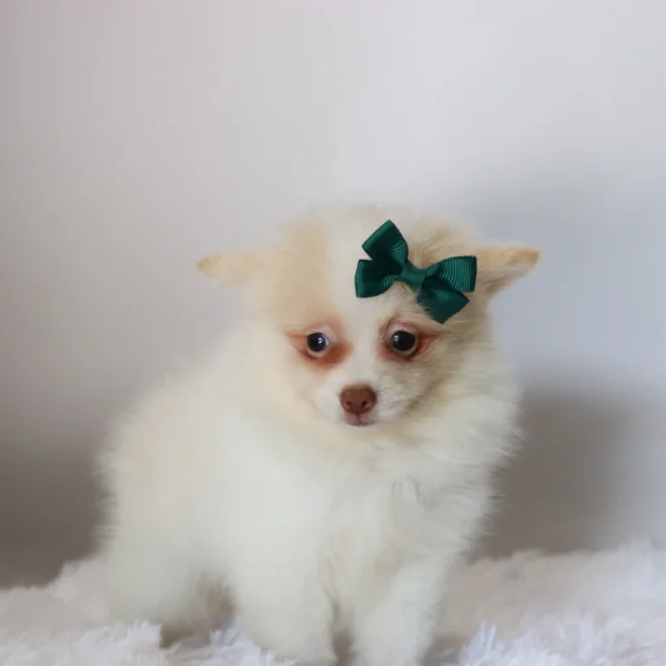 Layla - Available Now