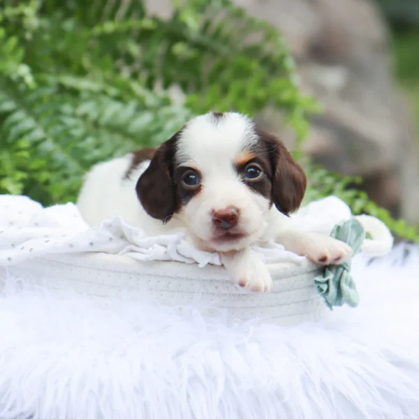 Jack - Available Now