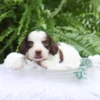 Jack - Available Now