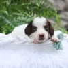 Jack - Available Now