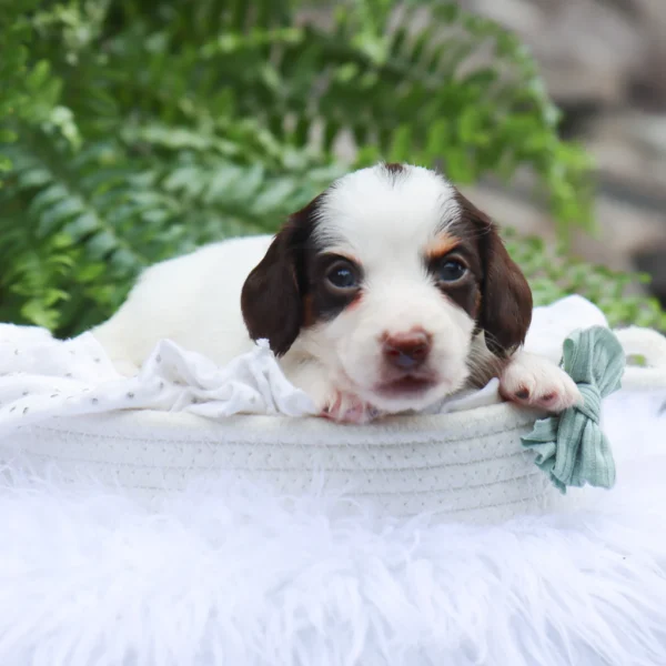Jack - Available Now