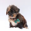 Mackie - Available Now