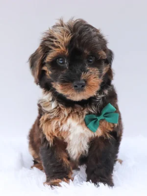 Mackie - Available Now
