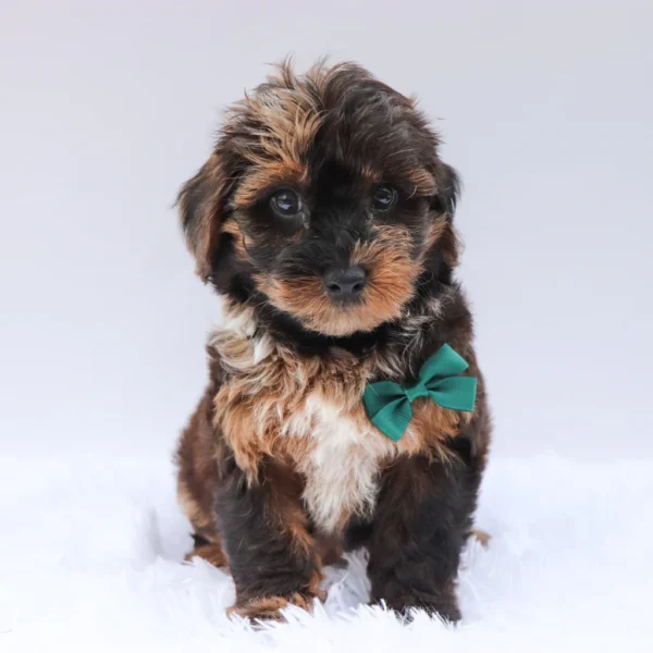 Mackie - Available Now