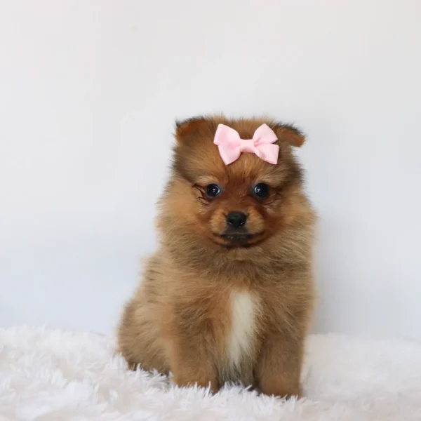 Matilda - Available Now