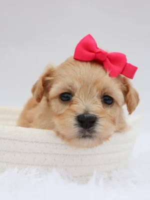 Millie