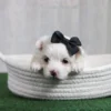 Roxie