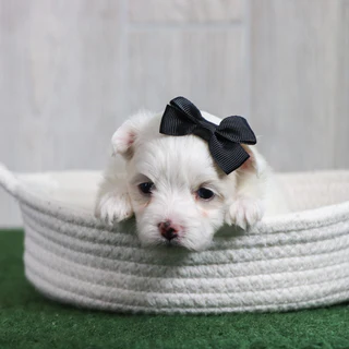 Roxie