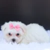 Roxie