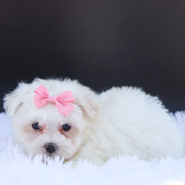 Roxie