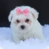 Roxie
