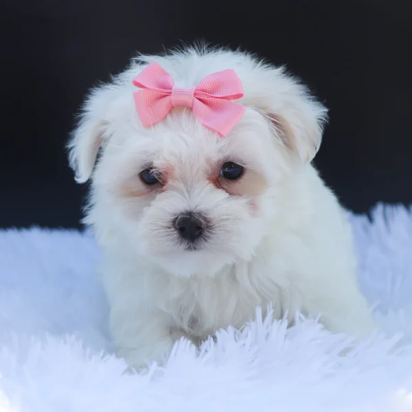 Roxie