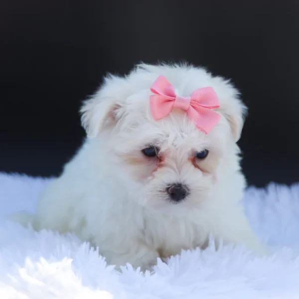 Roxie