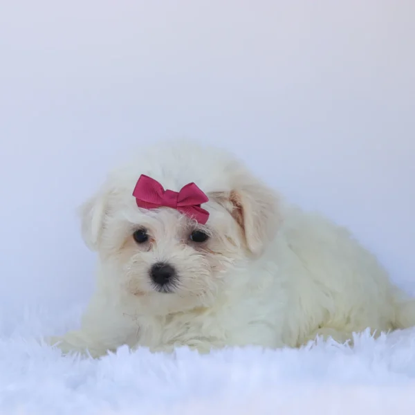 Roxie