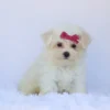 Roxie