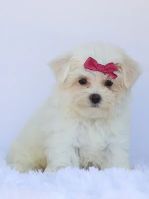 Roxie