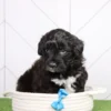 Skipper - Available Now