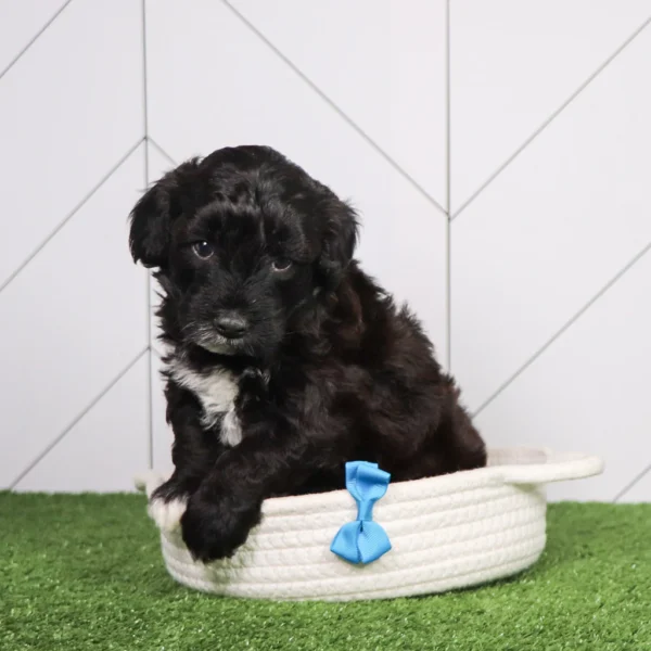 Skipper - Available Now